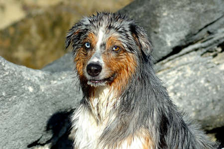 Bermuda Dogの写真素材