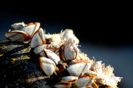 Bermuda Sea Shells out of Waterの写真素材