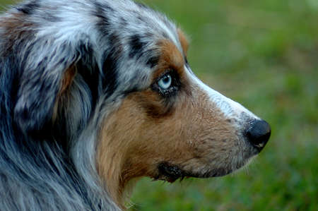 Bermuda Dog の写真素材