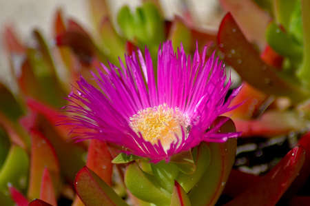 Bermuda Flower の写真素材