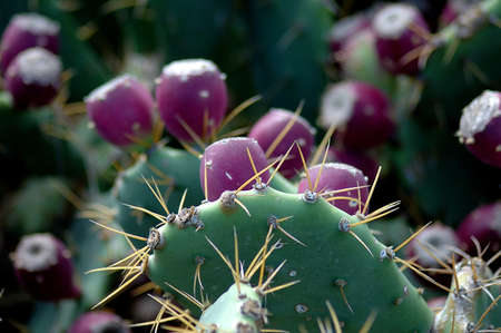 Bermuda Cactus with Fruitsの写真素材