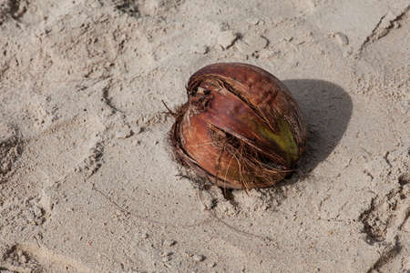 coconutの写真素材