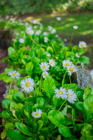 white garden flowers, with small leaves with green textures between stonesの写真素材