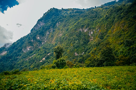 Sunflower field in the Himalayas, Annapurna Conservation Area, Guatemala