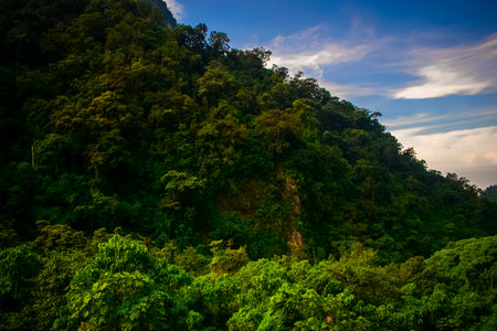 Tropical rainforest in the jungle of Guatemala, Central Americaの写真素材