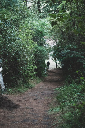Hiking trail in the forest at Doi Inthanon National Park, Chiang Mai, Thailand