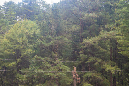 pine forest in the morning, closeup of photo with soft focus