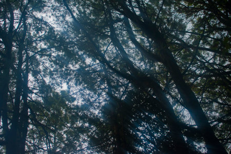 Pine trees in the forest with sunlight and fog in the morningの写真素材