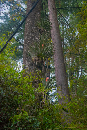 Tropical trees in the rainforest at Doi Inthanon National Park, Guatemala.の写真素材