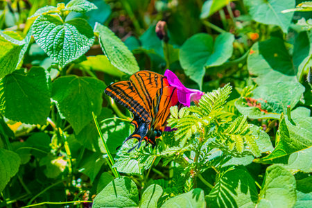 Butterfly on flower, Thailand. (Common Tiger Swallowtail)の写真素材