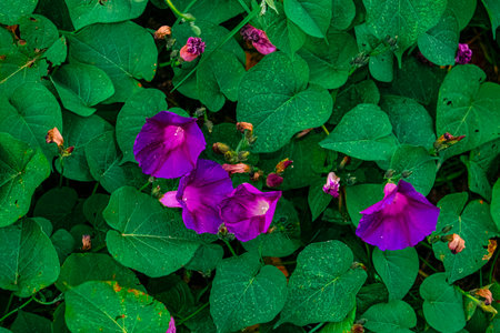 Purple morning glory flowers blooming in the garden, nature backgroundの写真素材