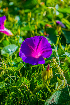 Morning Glory or Ipomoea pes-caprae, Thailand.