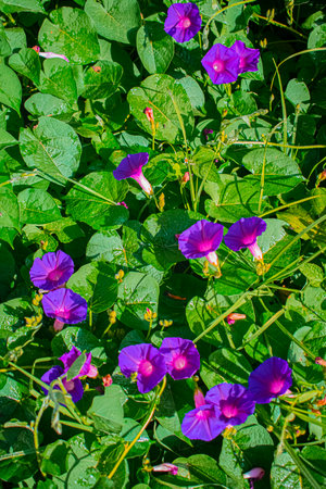 Morning Glory or Ipomoea pes-caprae flowers in garden,xelaの写真素材