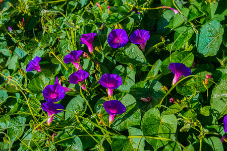 Purple morning glory flowers blooming in the garden, Quetzaltenangoの写真素材