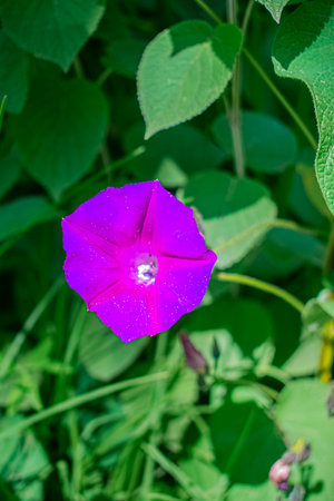 Purple morning glory flower in the garden with green leaves background.の写真素材