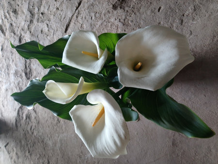 Beautiful calla lilies on the background of a stone wallの写真素材