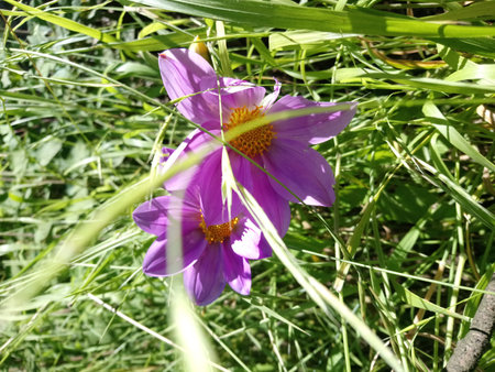 Purple crocus flower on the background of green grass, close-upの写真素材