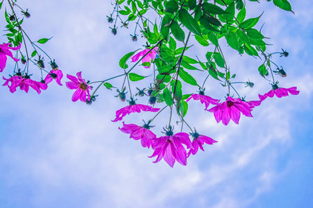 Pink flowers on blue sky background, guatemala (Vintage tone)の写真素材