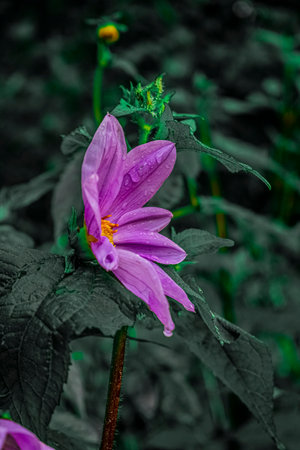 Beautiful purple dahlia flower with rain drops on it.の写真素材