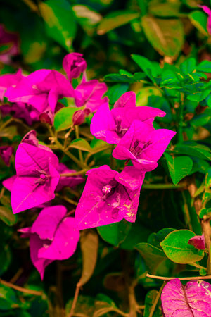 Paper flowers or Bougainvillea in the garden, Guatemalaの写真素材