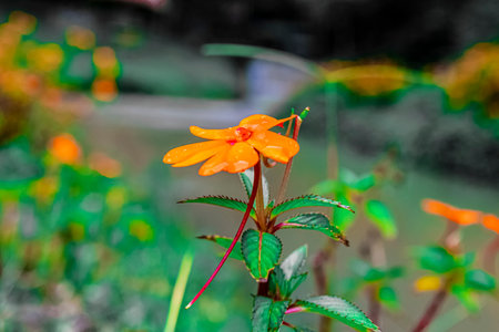 Orange flower in the garden, Guatemala (selective focus)