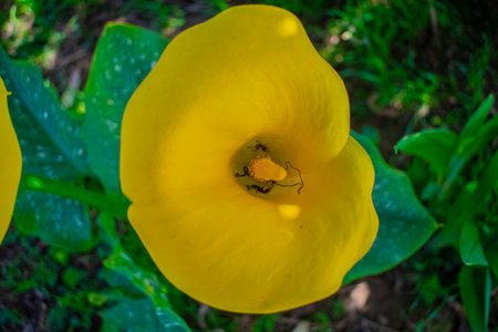 Yellow Calla lily flower in garden, Guatemala (Zantedeschia aethiopica)の写真素材