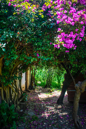 Beautiful view of the garden with blooming bougainvilleaの写真素材