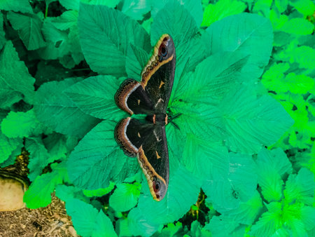 Butterfly on green leaf in the garden, nature background.の写真素材