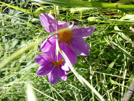 purple flower in the grass, close-up of a flowerの写真素材