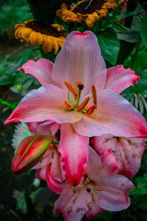 Pink lily flower in garden, Guatemalaの写真素材