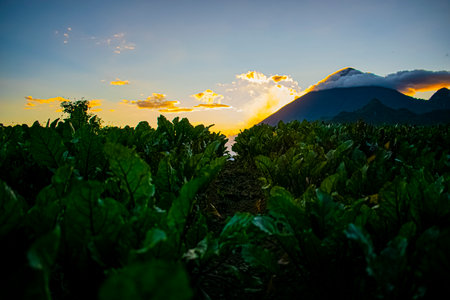 Sunset over beetroot field in Batur, Bali, Guatemala