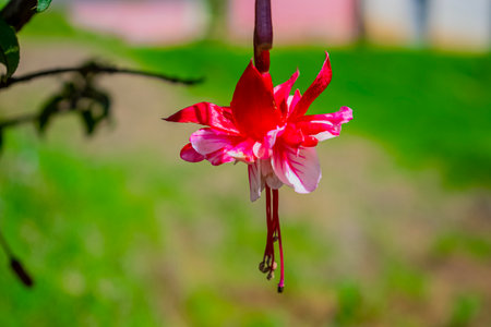 Fuchsia flower in garden, Thailand. (Scientific name Fuchsia chinensis)の写真素材