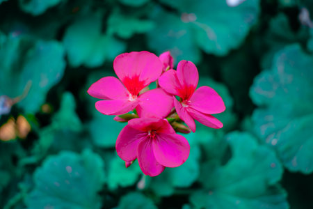 Pink geranium flowers in the garden, closeup of photo.の写真素材