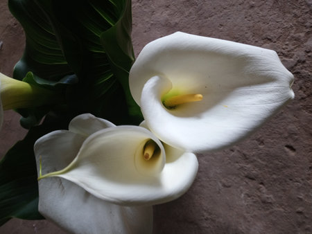 White calla lilies on the background of a gray wall.の写真素材