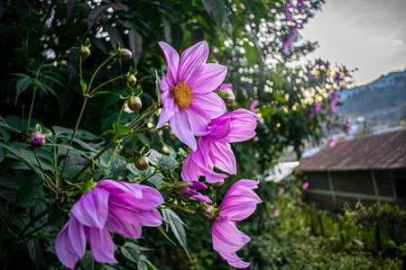 Beautiful pink dahlia flowers in the garden, Thailand.の写真素材