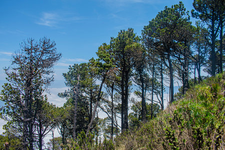 Pine trees on the top of the mountain in La Palma, Canary Islands, Spainの写真素材