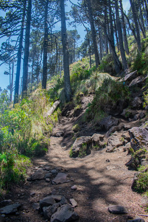 Trail in the forest at Doi Inthanon National Park, Chiang Mai, Thailandの写真素材
