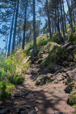 Hiking trail in the forest. Madeira island, Portugal.の写真素材