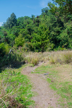 Trail in Doi Inthanon National Park, Thailand.の写真素材