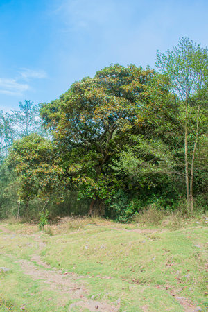 Big tree in national park, Thailand. (Tropical forest)の写真素材