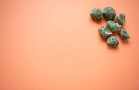 A bunch of seven seashells on the top right corner of the image, on a soft orange background, with copy space all over.の写真素材