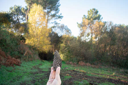 Hand holding a pine cone, focused, over a blurred background of a forest on a sunny day. Nature and...