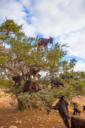 Moroccoの写真素材