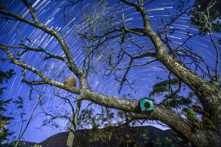Startrail Rufous Horneroの写真素材