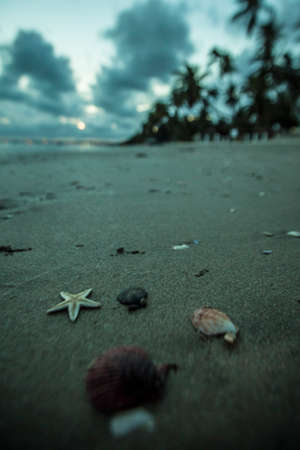 starfish and seashells on sunset