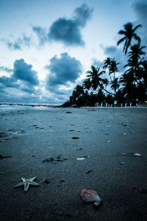 starfish and seashells at sunset beachの写真素材
