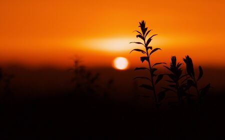 Sunsetの写真素材