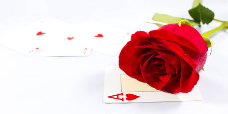 Rose isolated on white 