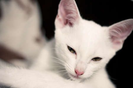 white catの写真素材