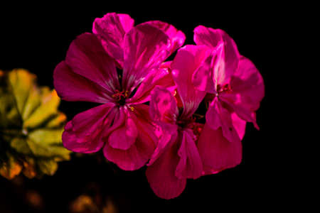 Pink flower, black backgroundの写真素材